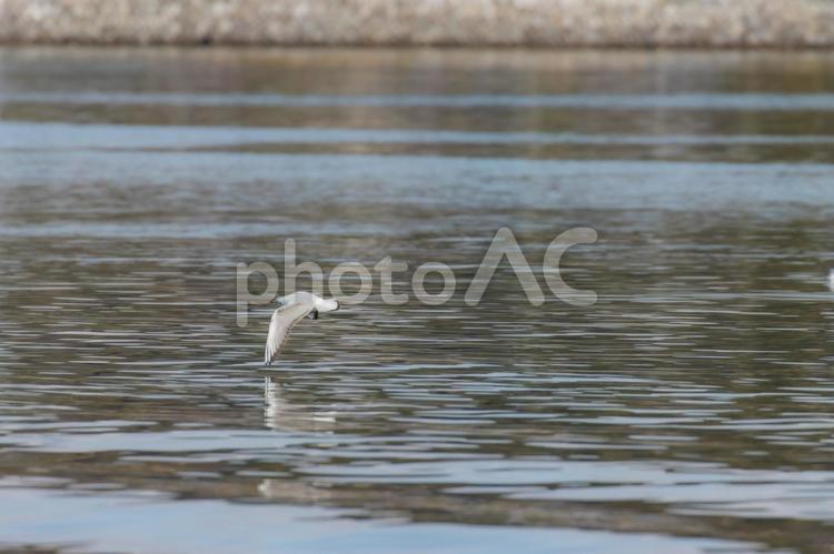 カモメが翔んだ日 鳥,バード,バードウォッチングの写真素材