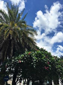 夏の空とヤシ 夏の空とヤシの写真