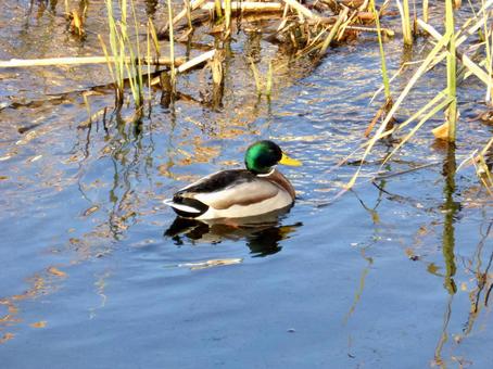 郊外の支流で採餌するマガモ 郊外の支流で採餌するマガモ マガモ,鳥,野鳥の写真素材