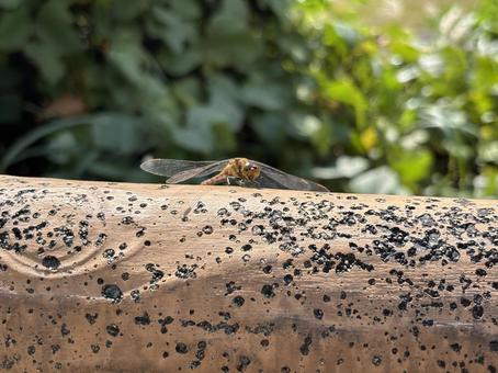 羽を休めるとんぼ とんぼ,蜻蛉,羽根の写真素材
