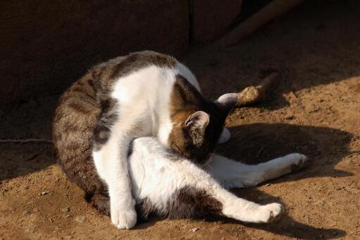 頭をお腹にうずめている野良猫 頭をお腹にうずめている野良猫の写真