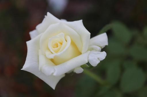 バラ園で白い薔薇を撮った写真です バラ園で白い薔薇を撮った写真ですの写真