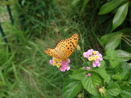 ツマグロヒョウモン　オス ツマグロヒョウモン,虫,昆虫の写真素材