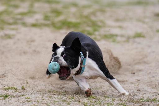 ボールラン ボストンテリア,ボステリ,ドッグランの写真素材