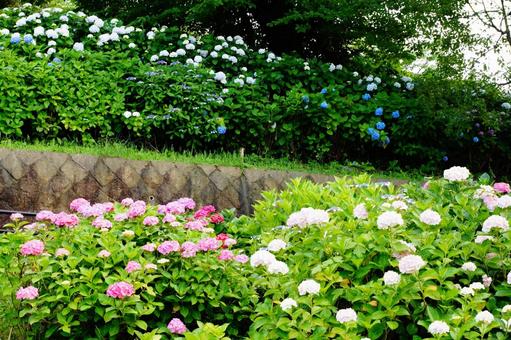 公園のアジサイの写真
