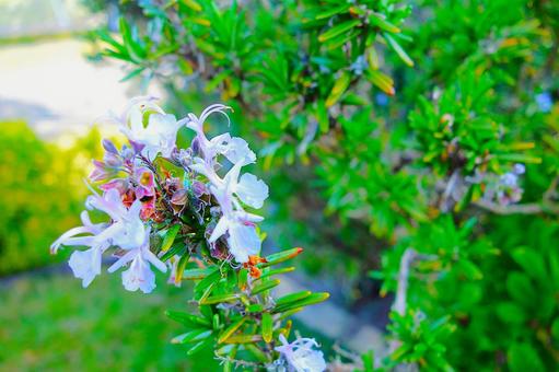 ローズマリーの花 ローズマリーの花 ローズマリー,花,マンネンロウの写真素材