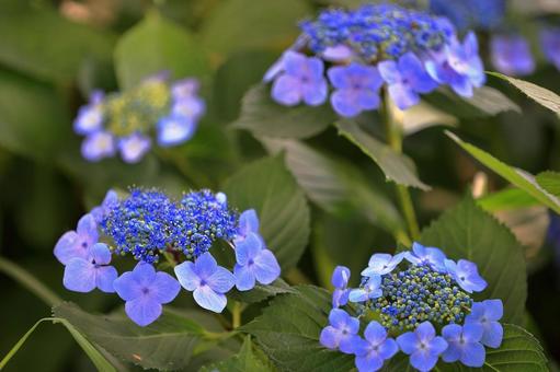 Hydrangea, JPG
