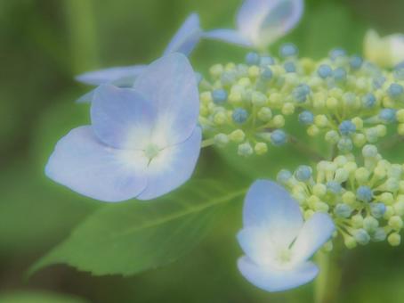 Hydrangea, JPG Hydrangea, JPG