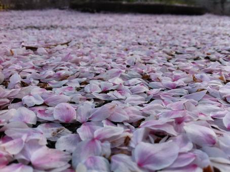 桜の絨毯 桜の絨毯の写真