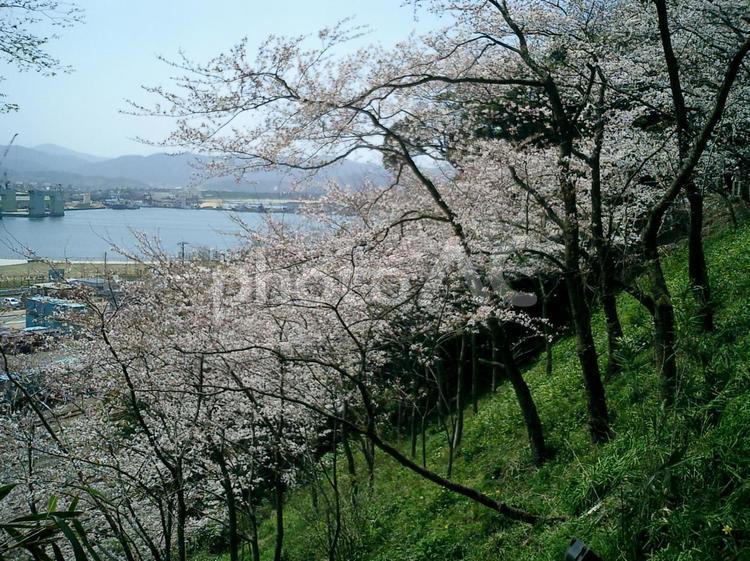 金ヶ崎城跡の桜 敦賀,福井県の写真素材