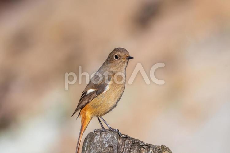 切り株にとまるジョウビタキのメス ジョウビタキ,メス,野鳥の写真素材