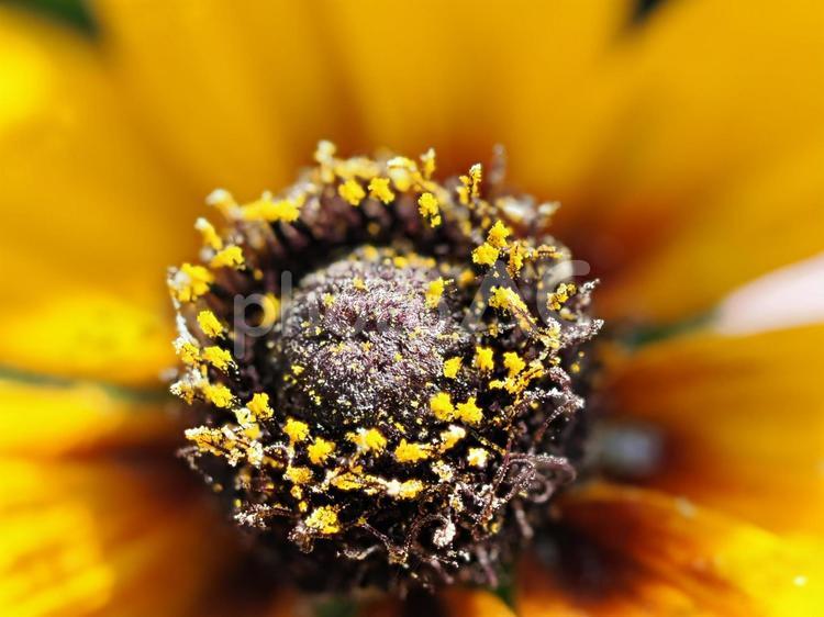 夏のひまわり マクロ撮影 ひまわり,向日葵,ヒマワリの写真素材