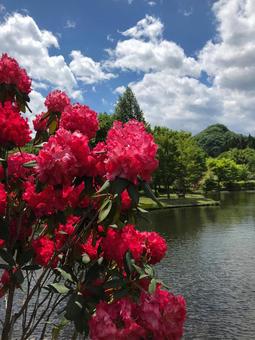 鮮やか 鮮やかの写真