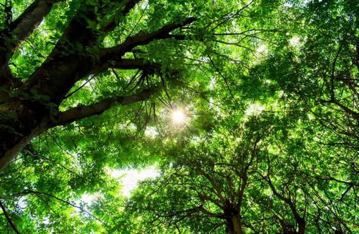 太陽光と木漏れ日 太陽光と木漏れ日 木漏れ日,森,木々の写真素材