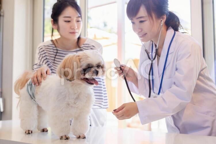 獣医さんと飼い主 動物病院,ペットクリニック,犬の写真素材