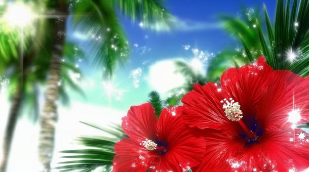 ハイビスカス 06 ハイビスカス 06の写真