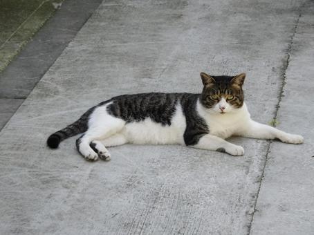 コンクリートの上でくつろく猫 コンクリートの上でくつろく猫の写真