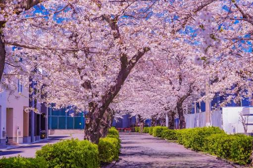 青葉区春の桜並木道 桜,満開,青葉区の写真素材