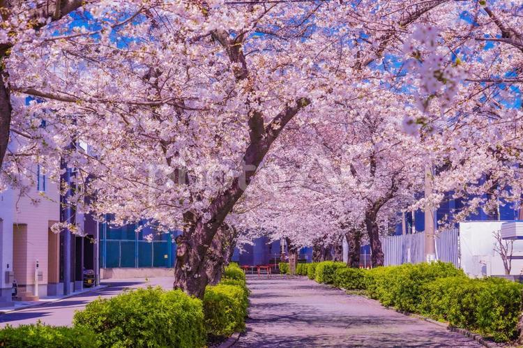 青葉区春の桜並木道 桜,満開,青葉区の写真素材