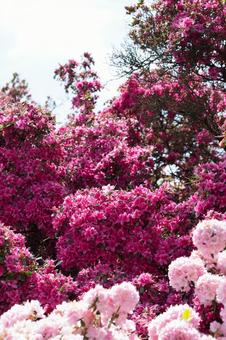 赤とピンクのツツジ 赤とピンクのツツジの写真