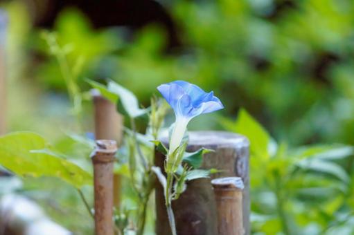 公園のアサガオ 公園のアサガオ 散策,朝顔,アサガオの写真素材