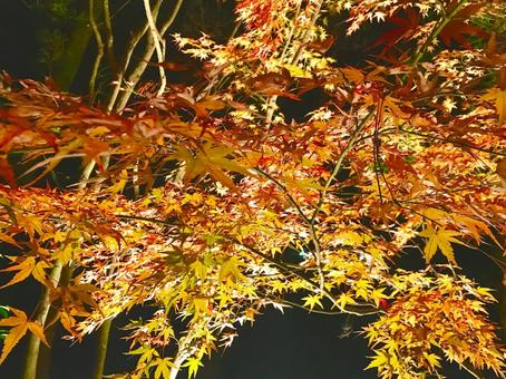 ライトアップ ライトアップ もみじ,紅葉,ライトアップの写真素材