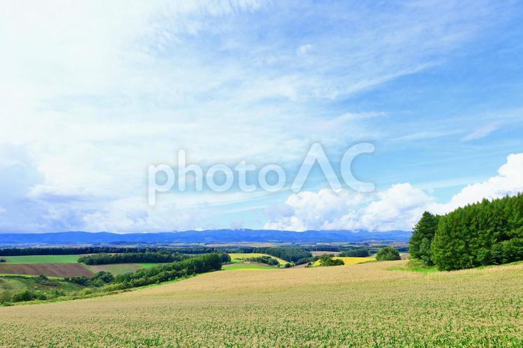 デントコーン畑が広がる北海道の風景 北海道,美瑛,富良野の写真素材
