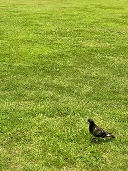 A lonely pigeon, JPG A lonely pigeon, JPG