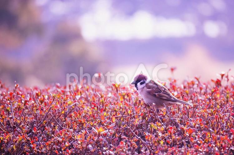 輝く朝と赤い葉っぱの上のスズメ 野鳥,鳥,スズメの写真素材