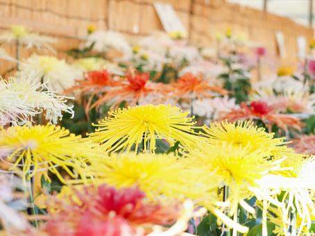 Photo, chrysanthemum, chrysanthemum exhibition, chrysanthemum festival, 