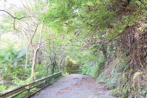 木漏れ日の差す静かな山道 木漏れ日の差す静かな山道 山道,田舎道,自然の写真素材