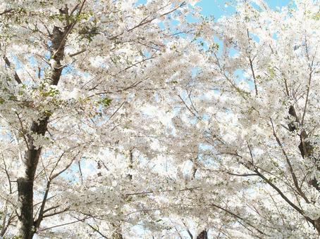 桜 桜の写真