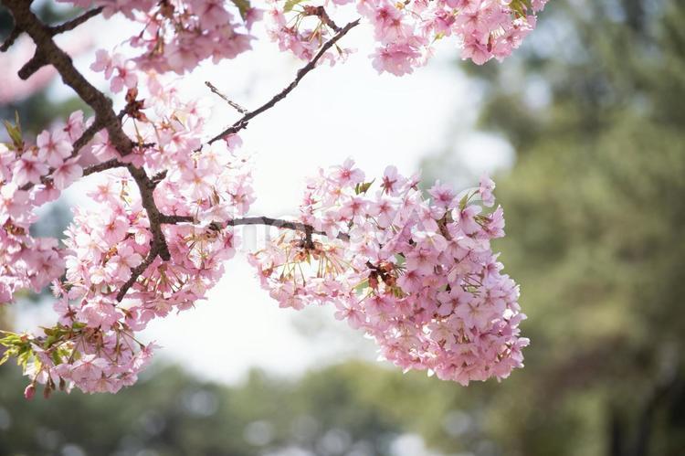 河津桜 サクラ,さくら,桜の写真素材
