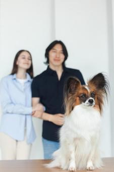 チワワをお迎えした夫婦 保険,契約,ペット保険の写真素材