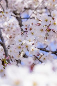 桜 桜の写真