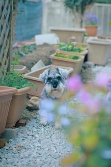 ミニチュアシュナウザー シュナウザー,ミニシュナ,犬の写真素材