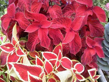 コリウス コリウスの写真