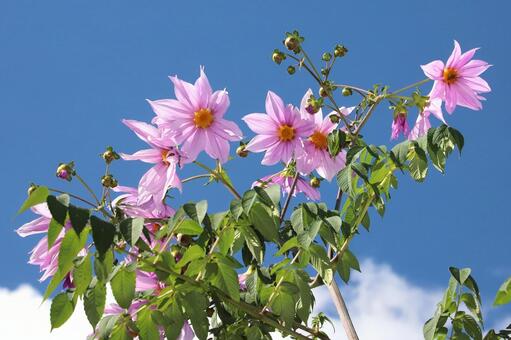 皇帝ダリヤ 植物,花,皇帝ダリヤの写真素材