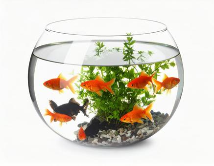 金魚 金魚の写真