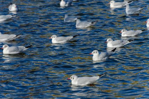 冬の水面に浮かぶユリカモメの群れ 冬の水面に浮かぶユリカモメの群れの写真