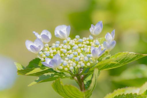 Hydrangea ⑺, JPG Hydrangea ⑺, JPG