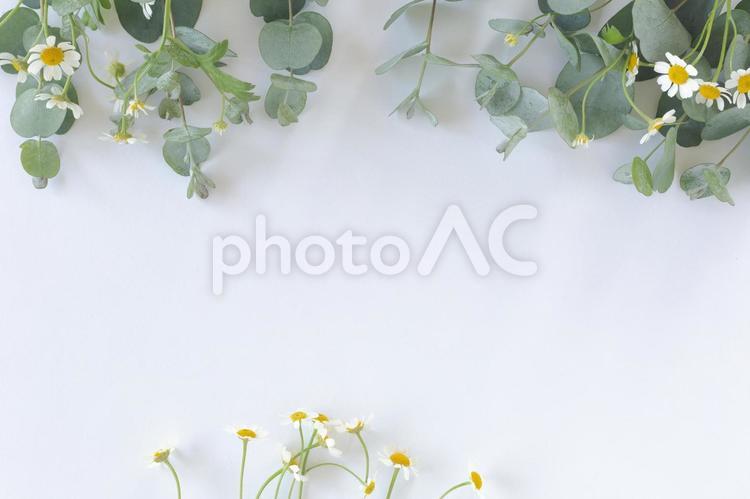 マトリカリアとユーカリの葉の背景 ユーカリ,マトリカリア,花の写真素材