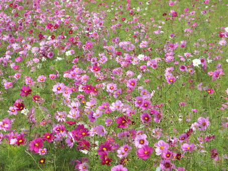 秋風に揺れるコスモス コスモス,花,ピンクの写真素材