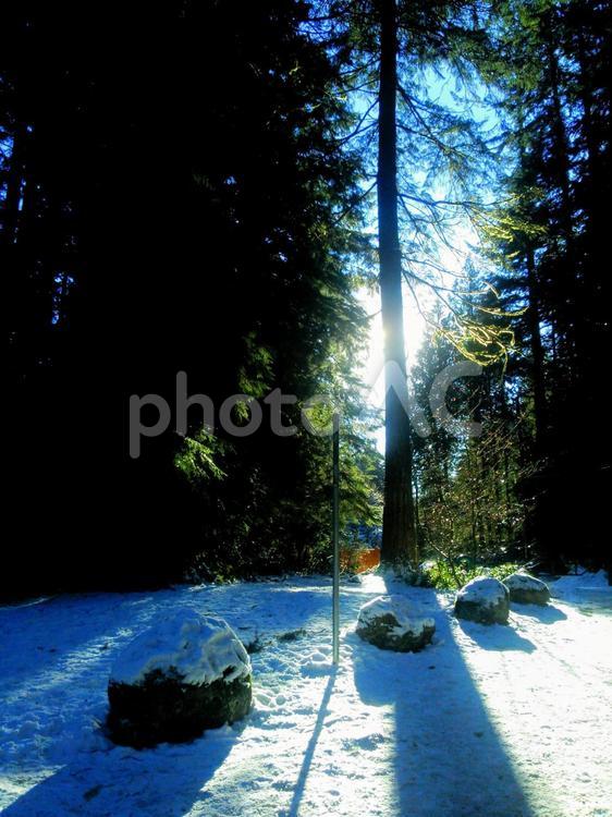 木漏れ日② 木漏れ日,雪,海外の写真素材