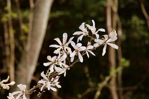 コブシ 辛夷,春,3月の写真素材