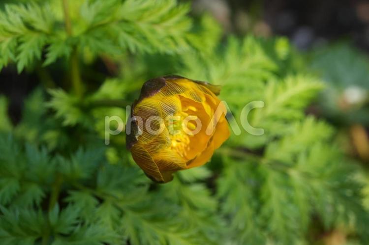 フクジュソウ（福寿草） フクジュソウ,福寿草,黄の写真素材