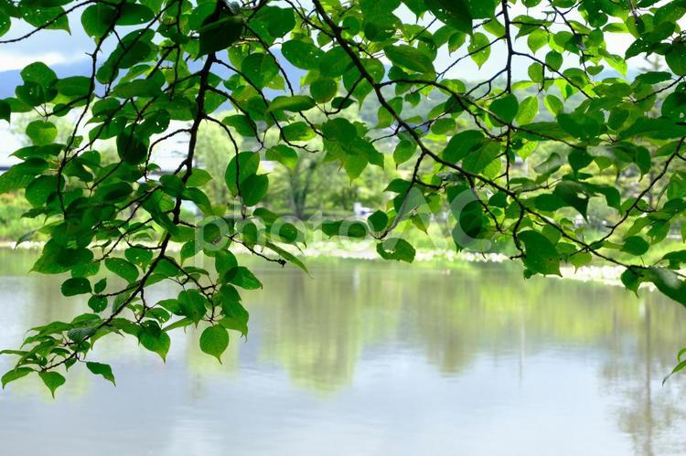 湖の前の木陰 木陰,木,葉の写真素材