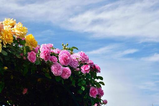 ローズガーデン ローズガーデンの写真