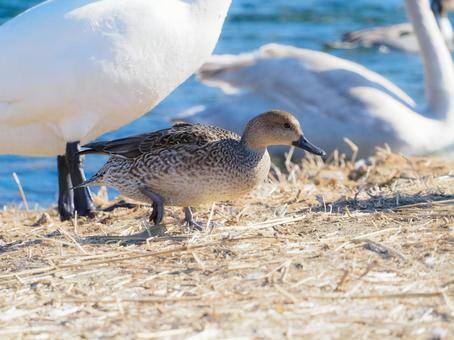 歩き出すカモの背景にはハクチョウ 歩き出すカモの背景にはハクチョウ 鳥,動物,自然の写真素材
