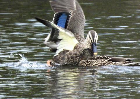 バトルをするマガモとカルガモ バトルをするマガモとカルガモの写真